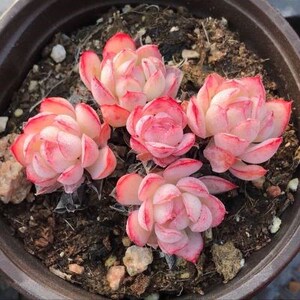 橘子冰多肉橘子冰多肉草莓冰桔子冰月影黄昏多肉植物一物一拍.