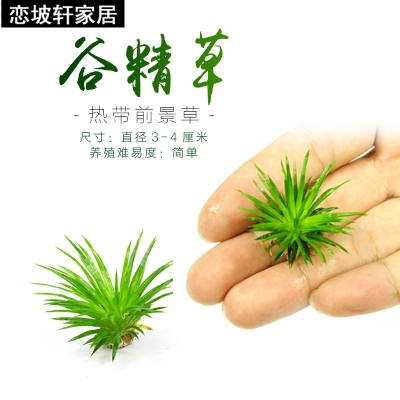 古精太阳水草