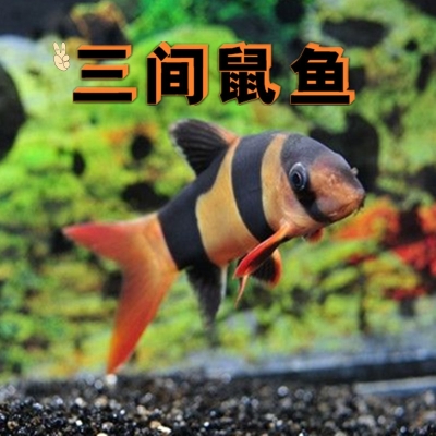 眼斑三间鱼