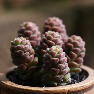 春之奇迹紫色多肉植物群生多头桌面绿植盆栽花卉满38包邮小宝园艺