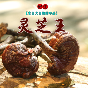 海南野生灵芝王