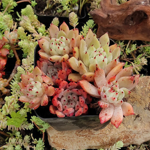 昆明多肉阁 原始 绿爪 群生 老桩 缀化 一物一拍  多肉花植物