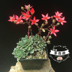 昆明多肉阁 美丽莲 多肉植物