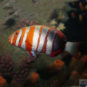 热卖 藩王 青衣 /绿鹦鹉 活体鱼 海水鱼 观赏鱼 隆头鱼 蕃王