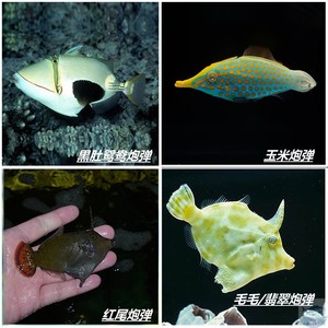 黑肚鸳鸯炮弹 红尾炮弹 玉米炮弹 毛毛炮弹翡翠炮弹 海水鱼活体鱼