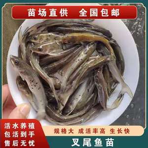叉尾鱼苗 优质美国斑点鮰苗 西江钳鱼 胡须鱼 淡水活体苗_阿里巴巴找