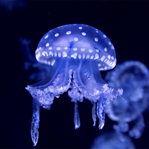 巴布亚水母宝宝无毒活物专业桌面专用水母生态缸套装宠物小型好养