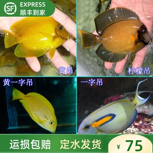 热卖活体海水鱼黄吊柠檬吊黄一字吊活体珊瑚蓝吊奶嘴小丑鱼大帆吊