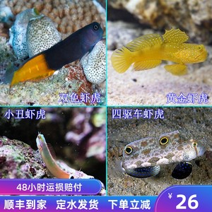 热卖活体海水鱼双色虾虎黄金虾虎小丑虾虎四驱车虾虎鱼活体观赏鱼
