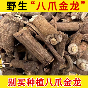 深山野生中药材八爪金龙 八爪龙 八爪根 百两金 开喉箭 正品野生