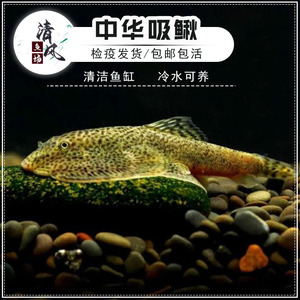 贵州爬岩鳅鱼冷水清道夫鱼琵琶鼠双吸盘吸鳅除藻清苔吃垃圾擦玻璃