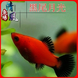 黑尾月光鱼剑尾鱼热带观赏鱼活体淡水鱼小型胎生鱼包邮包活