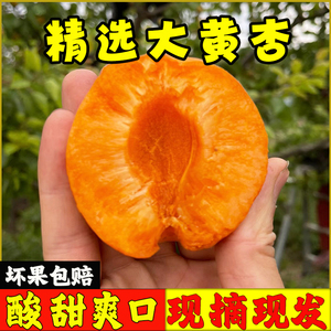 现摘新鲜水果山西大黄杏应季孕妇水果金太阳杏子水果杏梅酸甜可口