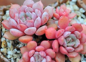 多肉 克拉拉 自带暗纹 粉色系列群生多头老桩 韩货