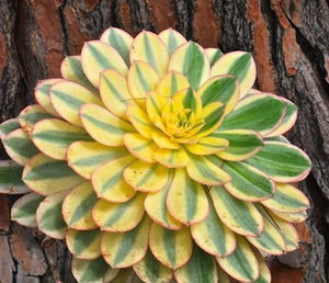 法师 红富士 翡翠冰 墨法师卡斯特罗 蓬莱阁 黑法师 裸金属 灿烂