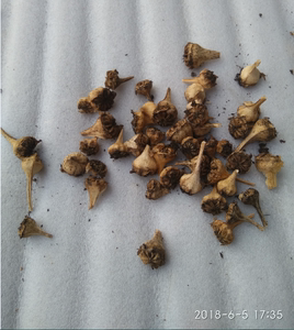 多肉佛手托金 种子 佛手掌 舌叶花宝绿 实拍 赠送信佛之人的佳品