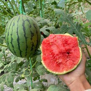 新疆吐鲁番火洲小西瓜4-5斤 相差200克左右 现摘现发