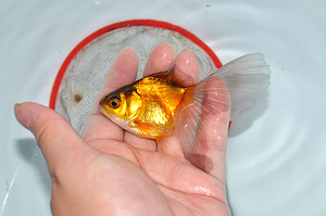 观赏金鱼活体冷水鱼 精品特色文凤 凤高 狮子 国粹渔场直销