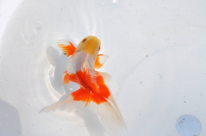 水族观赏鱼 精品菠萝头红白凤高 国粹金鱼观赏鱼 九亭吴刚渔场