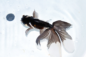 黑白凤高金鱼
