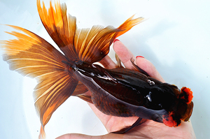 精品紫金红球凤高 紫金红文绣球金鱼 国粹金鱼观赏鱼 九亭渔场