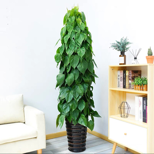 心叶藤心连心大绿萝柱大型盆栽大绿植开业乔迁室内净化空气吸甲醛