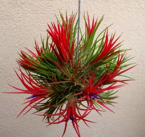 空气凤梨铁兰 草无土植物 室内客厅净化空气 多头群生精灵盆栽花