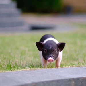 宠物猪长不大宠物猪小香猪活体泰国迷你猪小香猪 活 宠物幼崽活物