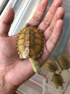 安徽外塘皖南黄喉纯种三黄小青苗黄喉拟水龟小青龟苗宠物乌龟活体