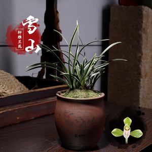细叶兰花春兰图片