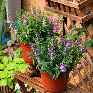香彩雀盆栽小天使花苗阳台庭院花卉植物多年生耐热花卉耐养花量大
