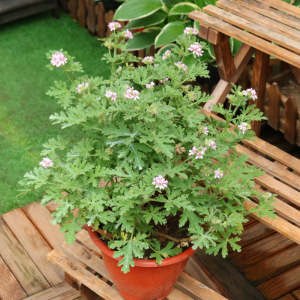 香叶天竺葵驱蚊草花苗 室内阳台庭院植物花卉 夏季驱蚊虫植物盆栽