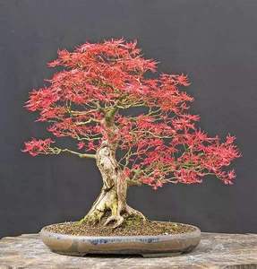 鸡爪槭 一物一拍  盆景素材树桩青枫树桩山红叶丛林阳台好养盆景