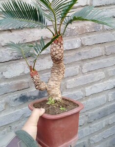 白鳞铁 正宗日本进口一物一拍 铁树盆栽盆景高杆细长白皮块茎多肉