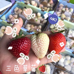 送礼节日礼物万和七彩三色草莓黑珍珠白色恋人吻顺丰包邮