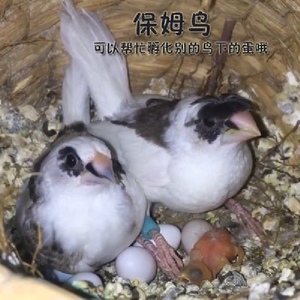 十姐妹活物宠物鸟说话鸟养不死保姆鸟小鸟珍珠鸟文鸟白文灰文鸟