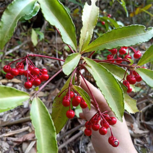 555浪里淘沙淘宝朱砂根中药材小罗伞根部凉伞珍珠盖无硫500克免费