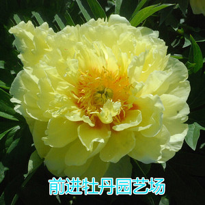 菏泽牡丹花苗 巴茨拉牡丹芍药杂交种真品满百包邮包成活