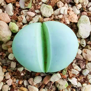 多肉植物金铃玉生石花屁屁组合盆栽办公室防辐射绿植花卉