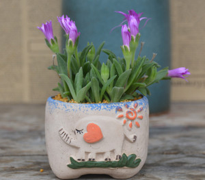 花卉红花照波会开花多肉植物群生超大棵老桩盆栽防辐射趣味