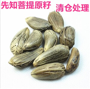 天然仙知菩提大知了原籽蝉吊坠配饰dii先知菩提子十品年代不详