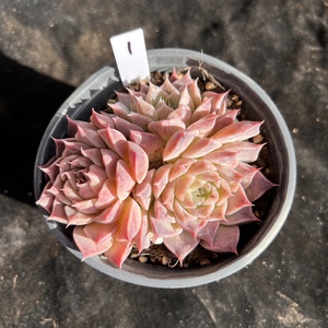 海琳娜杂多肉植物 海杂群精选一物一拍 控养带暗纹 云南发货