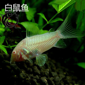 ysj 白老鼠鱼 观赏鱼 老鼠鱼 花老鼠 工具鱼 热带鱼 观赏鱼 活体