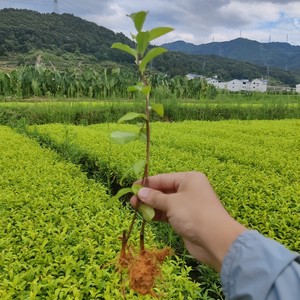 中黄1号茶树苗 黄茶中茶108金牡丹基地直销