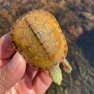 皖喉小青龟皖南小青北种石金钱龟三黄小青龟苗(选龟后改价)