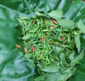 云南西双版纳野生小雀辣迷鸟眼辣椒指泰椒超辣小米辣500g