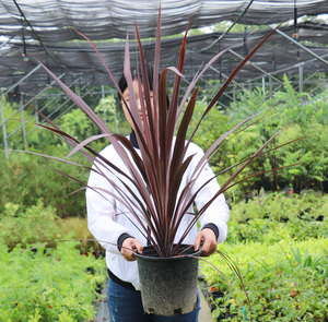 【嘉瑞】澳洲朱蕉红巨人观叶多年生植物组合盆栽苗庭院全年有色彩