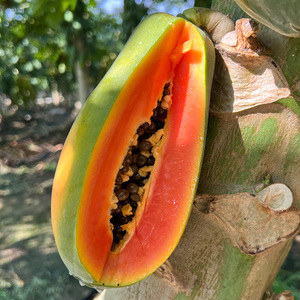 海南三亚当季原产地新鲜水果现摘树上熟冰糖心红心牛奶木瓜