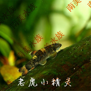 南美水族社老虎小精灵 熊猫青苔鼠原生除藻工具老虎小精灵鱼活体