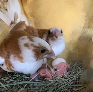 十姐妹保姆鸟驼色十姐妹宠物鸟小鸟成年鸟珍珠鸟活物繁殖